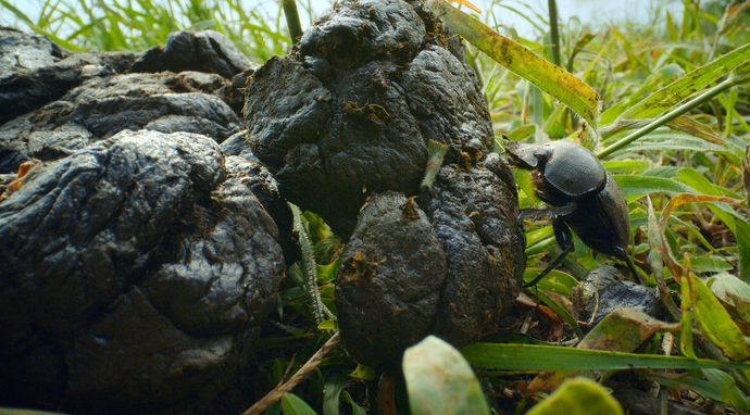 Najdziwniejsze cuda ewolucji