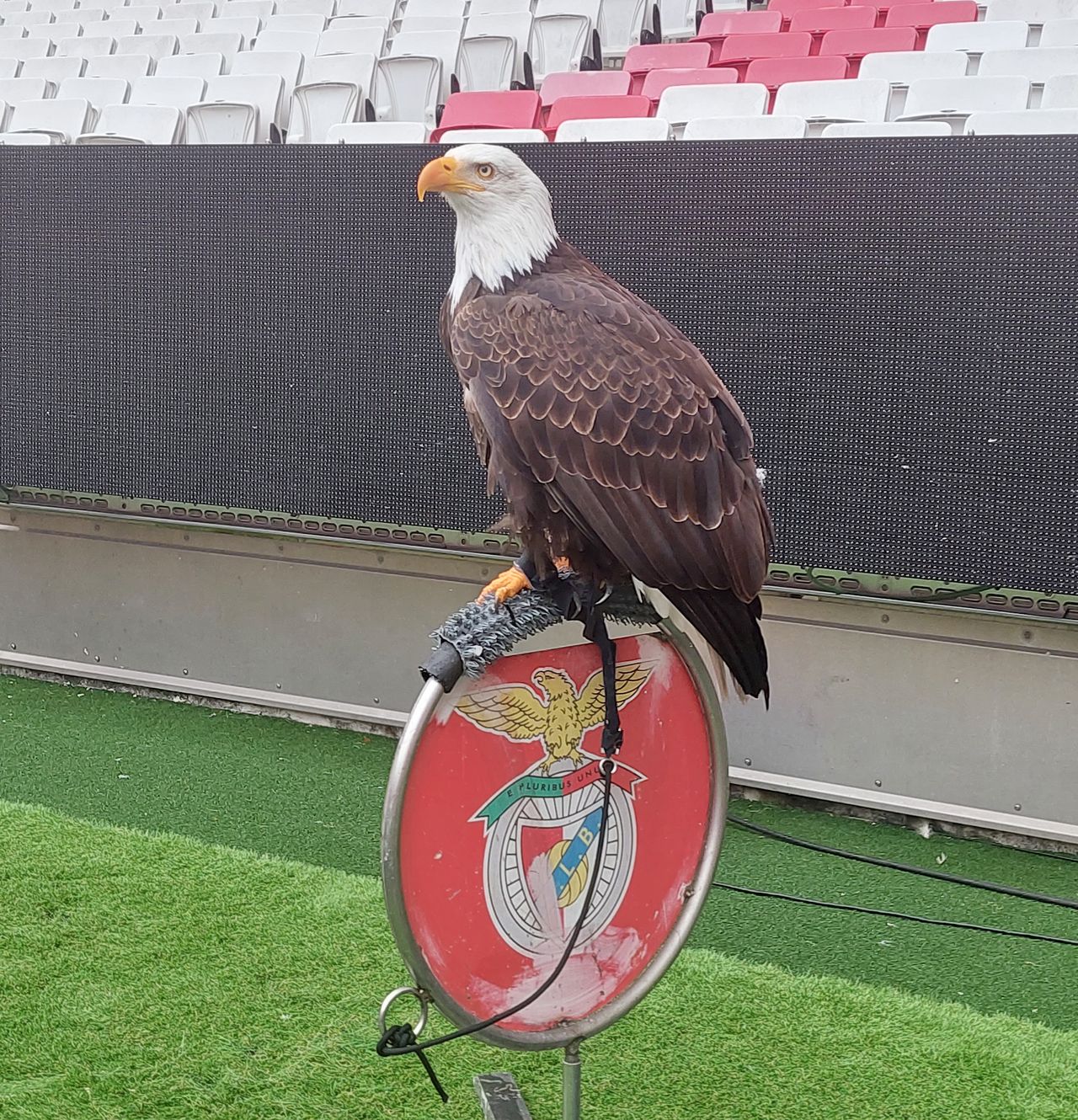 Orły Benfiki przed każdym meczem przelatują nad stadionem