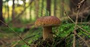 O tym trzeba wiedzieć. Mandat za zbieranie grzybów