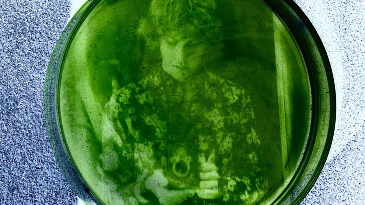 Organiczne odbitki na szalce Petriego. Czy algi są światłoczułe? 1