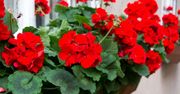 Pelargonie będą kwitły jak szalone. Użyj napoju z lodówki