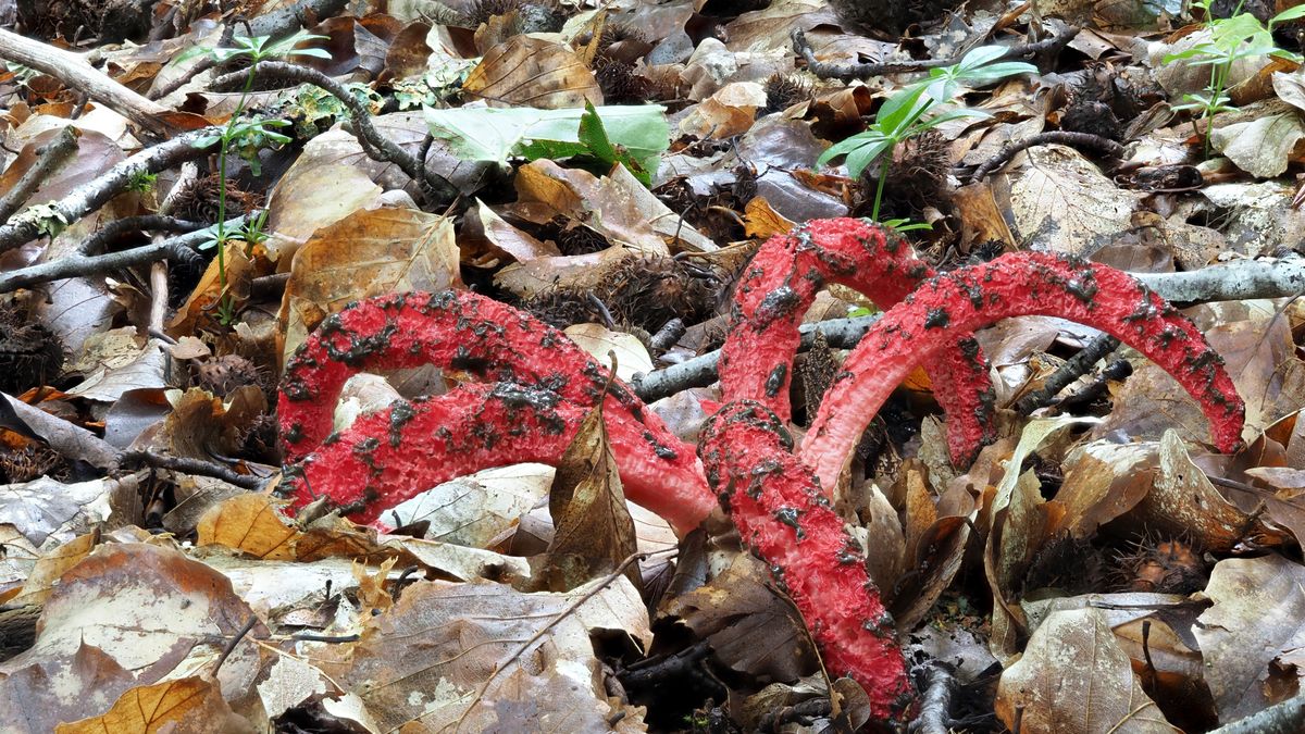 Okratek australijski wygląda zaskakująco