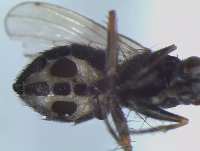 Niesamowite, co się dzieje z muchami. Naukowcy zaskoczeni