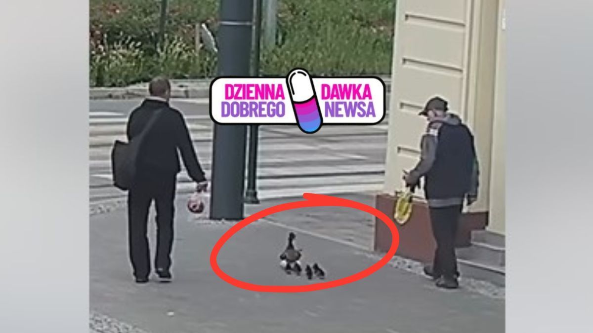 Alarm w ważnej sprawie – trzeba było pomóc kaczkom