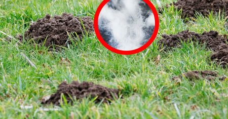 Wrzuć kulkę do kopca, a kret ucieknie. Żaden tego nie wytrzyma