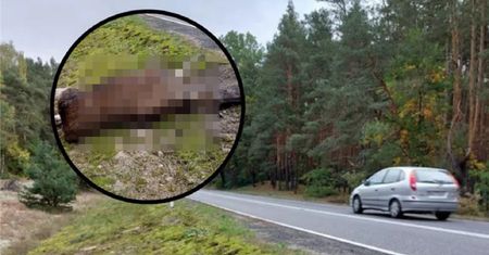 "Najczarniejszy październik" w historii Kampinowskiego Parku Narodowego