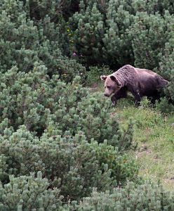 Ostrzeżenie dla turystów. Niedźwiedź pojawił się w woj. małopolskim