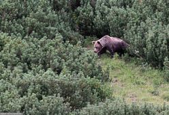 Ostrzeżenie dla turystów. Niedźwiedź pojawił się w woj. małopolskim