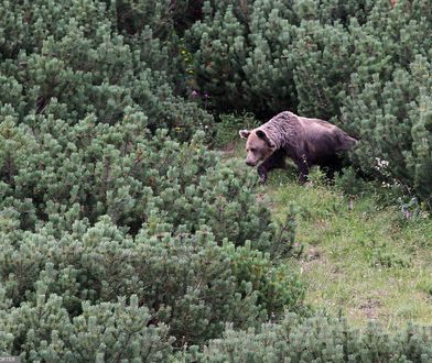 Ostrzeżenie dla turystów. Niedźwiedź pojawił się w woj. małopolskim
