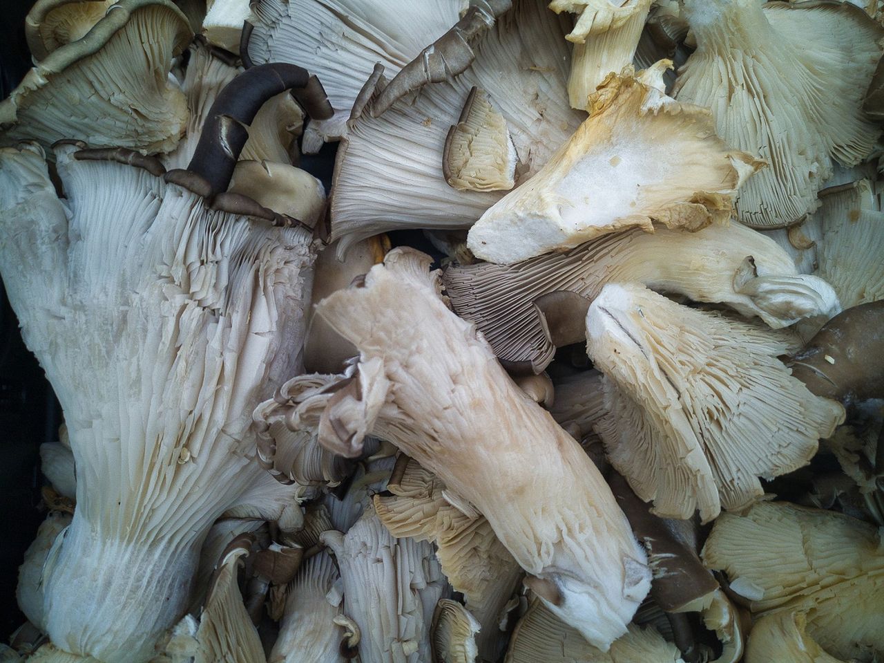King oyster mushrooms: the versatile food lowering bad cholesterol and adding flavor to your meals
