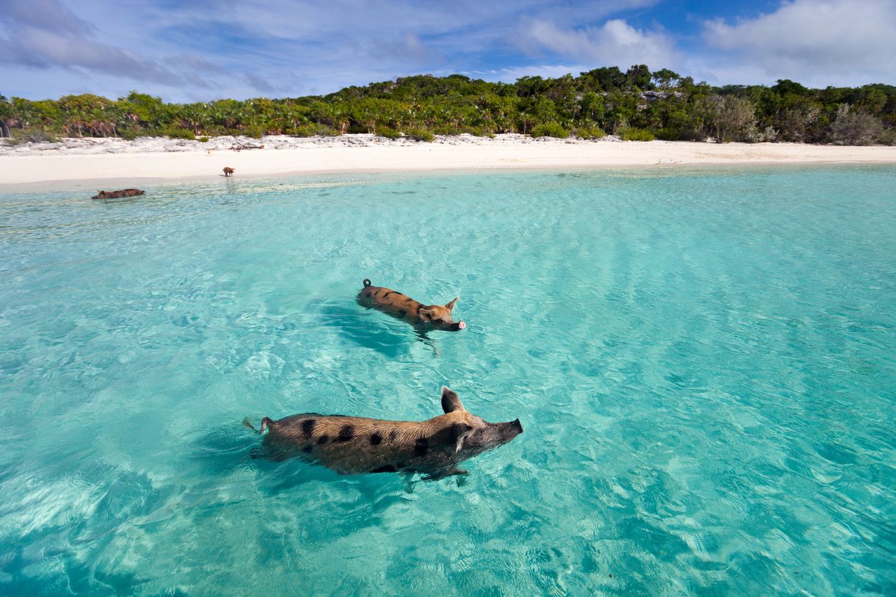 pig beach, fot. Getty Images