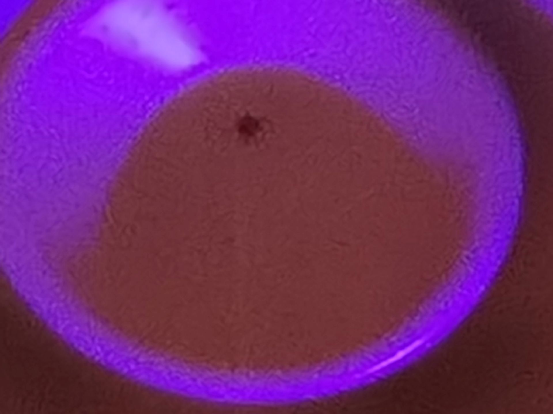 #wSkrócie: zoom Huaweia P30 Pro w akcji, Neffos C5 Plus w Polsce i Android 9 Pie dla kolejnych smartfonów Xiaomi 8