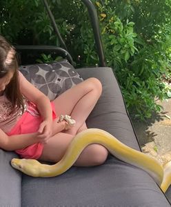 Dziewczynka w "objęciach" pytona. W sieci wrze