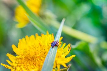 Kleszcze nie znoszą tego zapachu. Rozsyp w ogrodzie w kwietniu