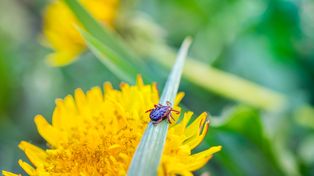 Kleszcze nie znoszą tego zapachu. Rozsyp w ogrodzie w kwietniu