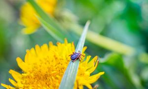 Kleszcze nie znoszą tego zapachu. Rozsyp w ogrodzie w kwietniu