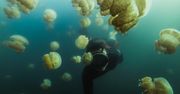 Fotograf, który odważył się pływać wśród setek meduz