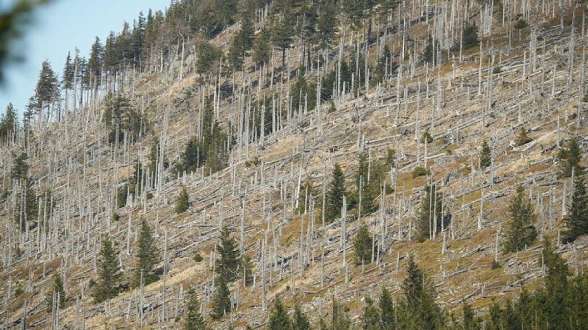Martwe pnie świerków dały początek nowemu lasowi, a także zapewniają schronienie zwierzętom i roślinom.