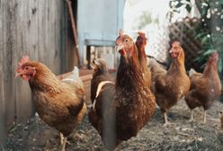 KFC. Poprawia się sytuacja kurczaków w hodowlach, ale wciąż nie jest dobra
