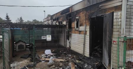 Blisko pół miliona w jeden dzień. Rekordowa zbiórka na rzecz schroniska