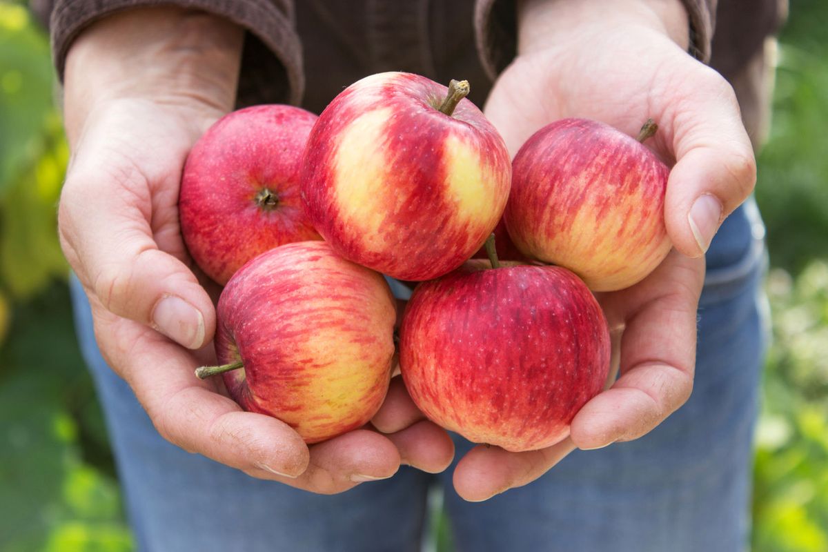Sfrustrowani sadownicy wyrzucają jabłka na śmieci. "Ceny są rażąco niskie - to musi być jakaś zmowa"