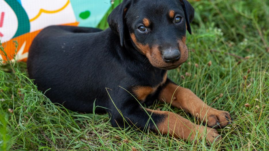Szzeniak dobermana