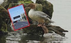 Wszystko się nagrało. Rodzina nurogęsi przeszła nad Wisłę