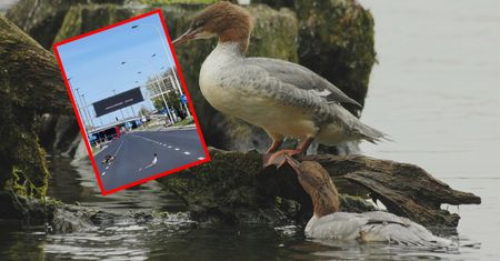 Wszystko się nagrało. Rodzina nurogęsi przeszła nad Wisłę