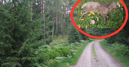 Nie był podobny do wilka. Zwłoki tajemniczego drapieżnika znalezione w puszczy