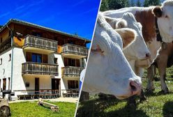 Bawarskie krowy wylizały auto i je zniszczyły. Turysta pozywa górski hotel