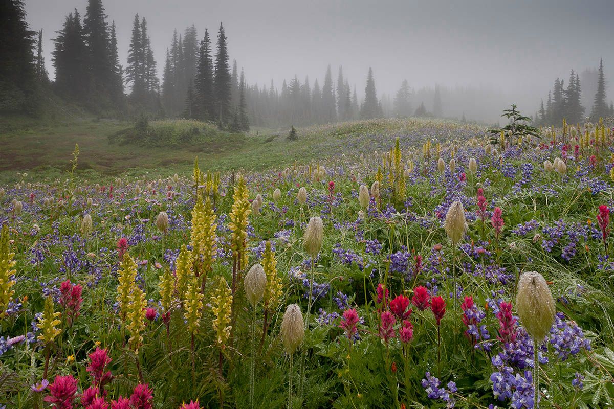 Polskie ogrody wyróżnione w konkursie fotografów botanicznych 11