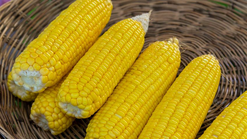 Gotowana słodka kukurydza z dodatkiem soli, odsączona