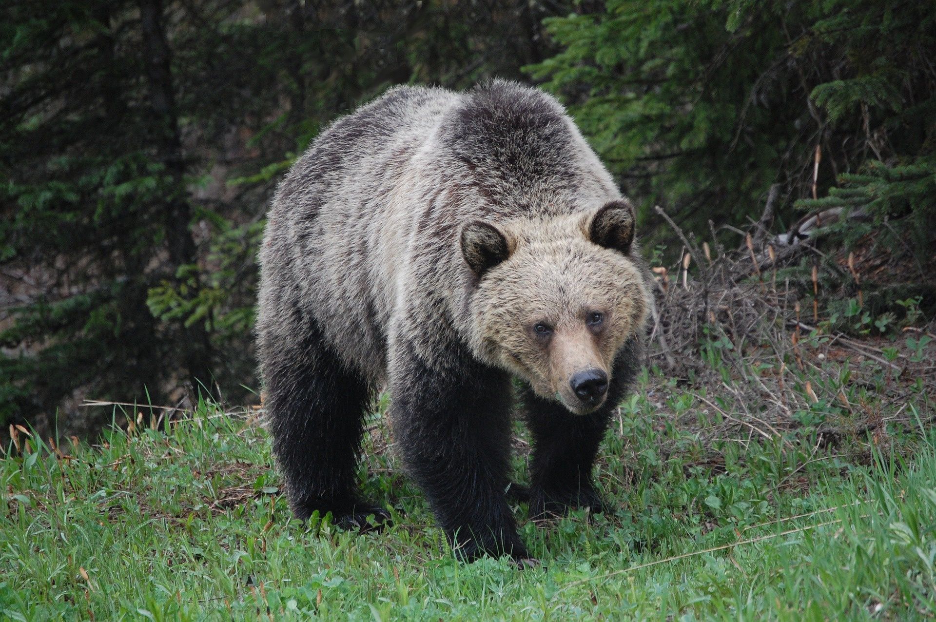 Pozbawił go snu i amunicji. Niedźwiedź grizzly ofiarę miał już w kłach - Vimarsana News