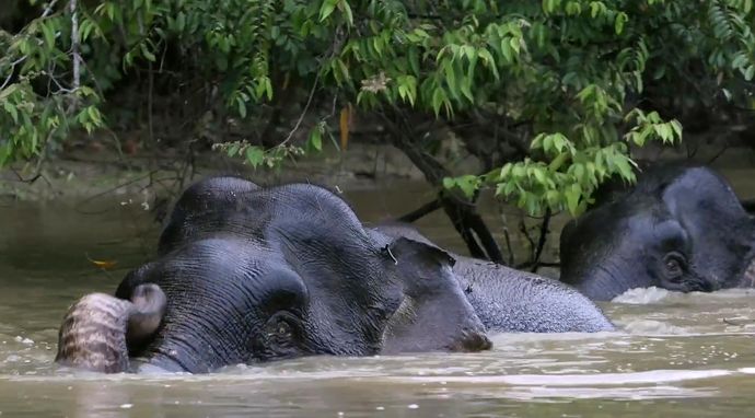 Borneo: puszcze pełne cudów