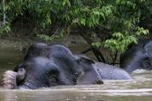 Borneo: puszcze pełne cudów