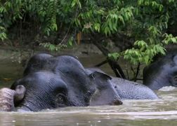 Polsat Viasat Nature HD Borneo: puszcze pełne cudów