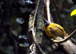 Polsat Viasat Nature HD Kolorowe lasy: góry Tenasserim w Tajlandii