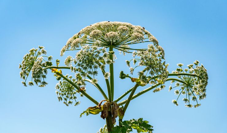 Jedna z najbardziej niebezpiecznych roślin w Polsce. Właśnie zaczęła kwitnienie