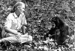Jane Goodall nie żyje