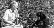 Jane Goodall nie żyje