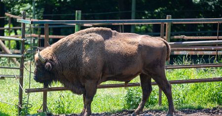 Największe utrapienie zoo. "Nikt przy zdrowych zmysłach nie znęca się nad żywą istotą"