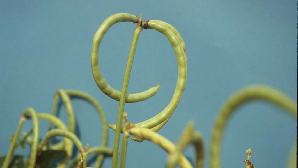 Gotowana fasola czarne oczko w młodych strąkach z dodatkiem soli, odsączona