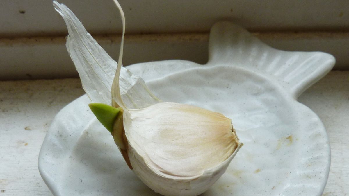 Czy kiełkujący czosnek jest szkodliwy? Wyjaśniamy
