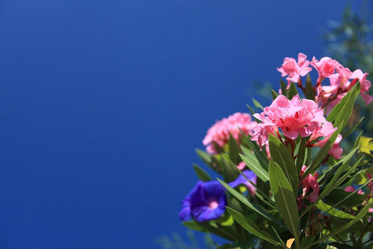 Kwiaty na balkon i taras. Kwiaty doniczkowe: petunie, pelargonia, bakopa, surfinie, złocień, oleander 7.05.2025