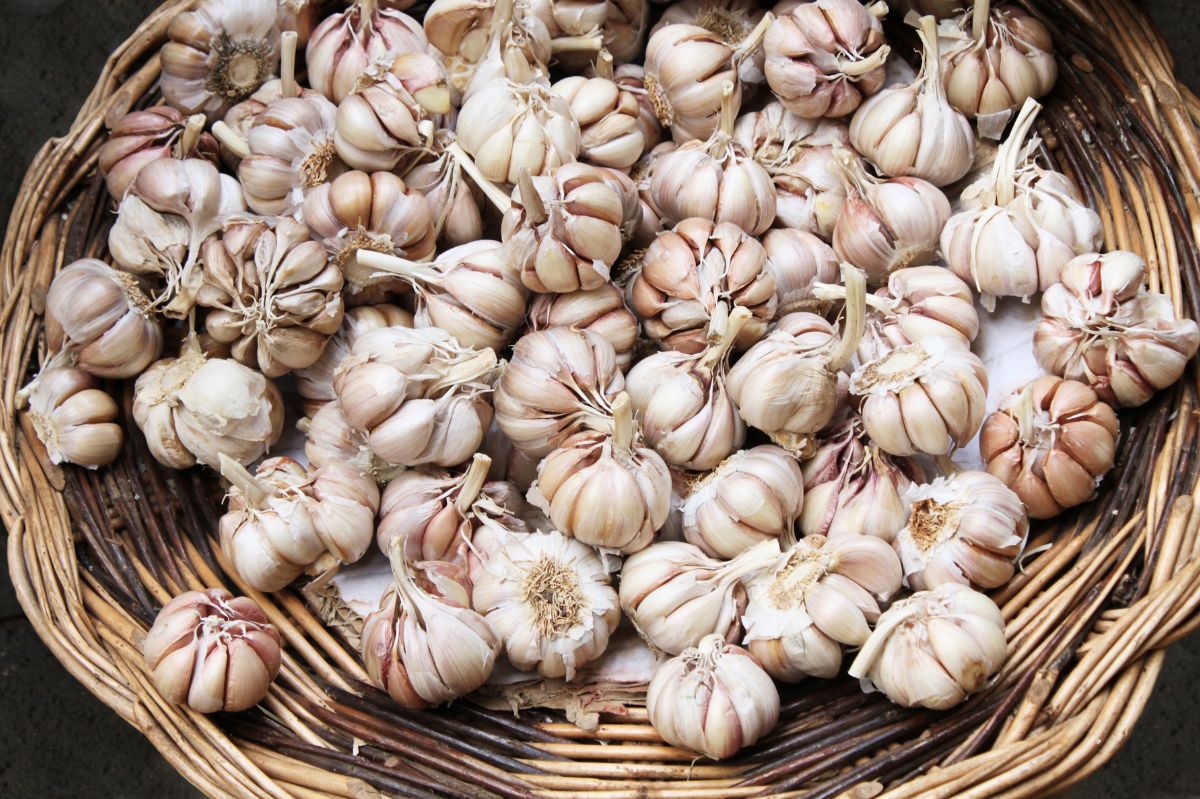 Grandma has always stored garlic this way. It doesn't smell musty and doesn't turn bitter