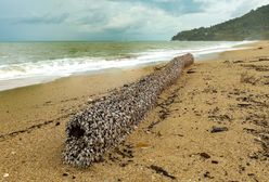 Osobliwe znalezisko na plaży. Warte jest fortunę