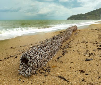 Osobliwe znalezisko na plaży. Warte jest fortunę