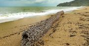 Osobliwe znalezisko na plaży. Warte jest fortunę