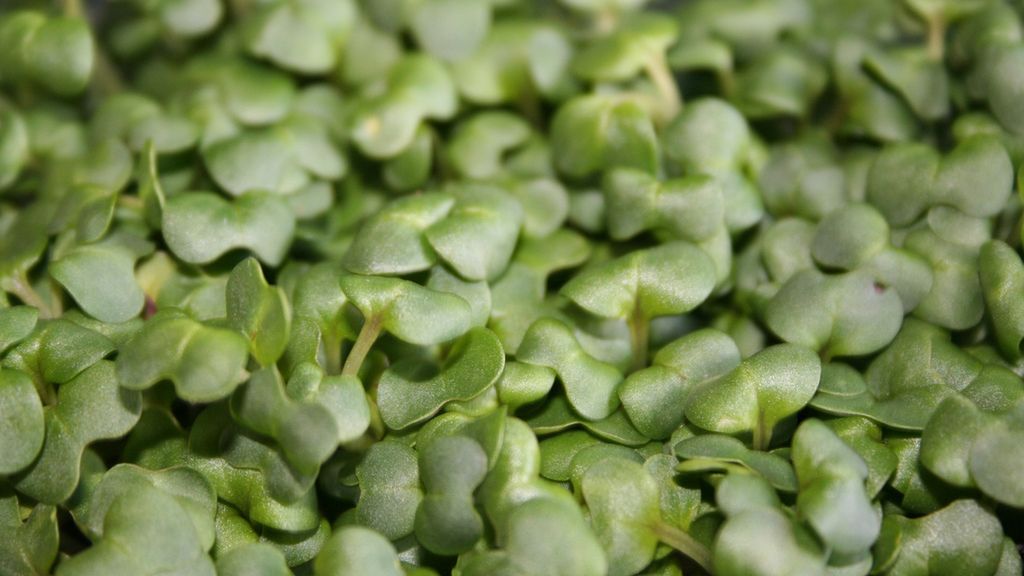 Gotowana rzeżucha z dodatkiem soli, odsączona