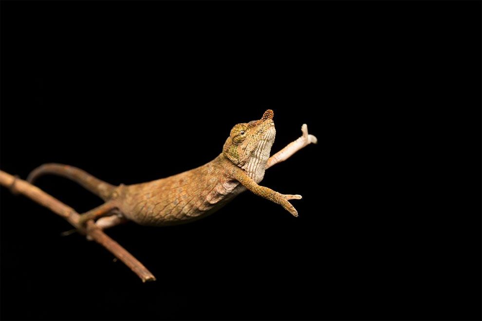 Najzabawniejsze zdjęcia finalistów The Comedy Wildlife Photography Awards 2017 21